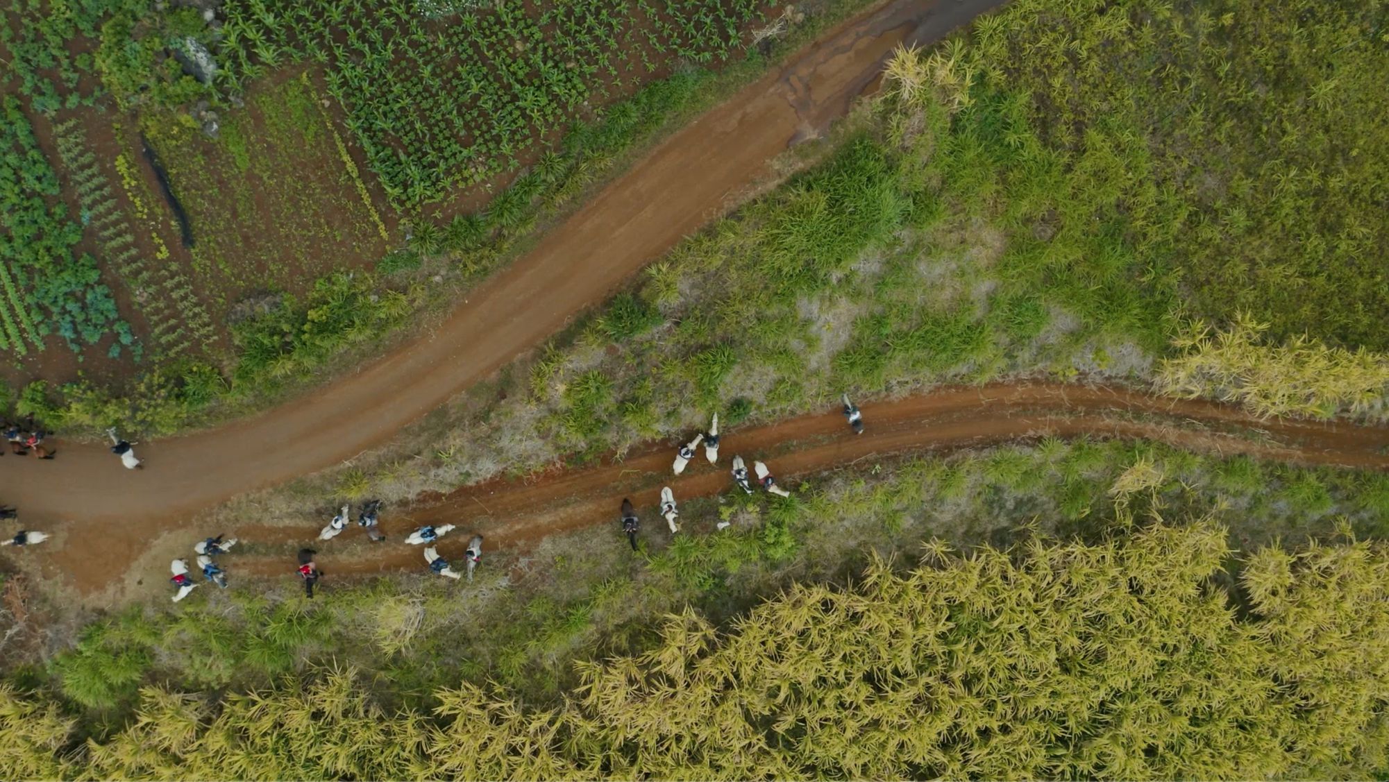 vue aérienne au milieu des cultures